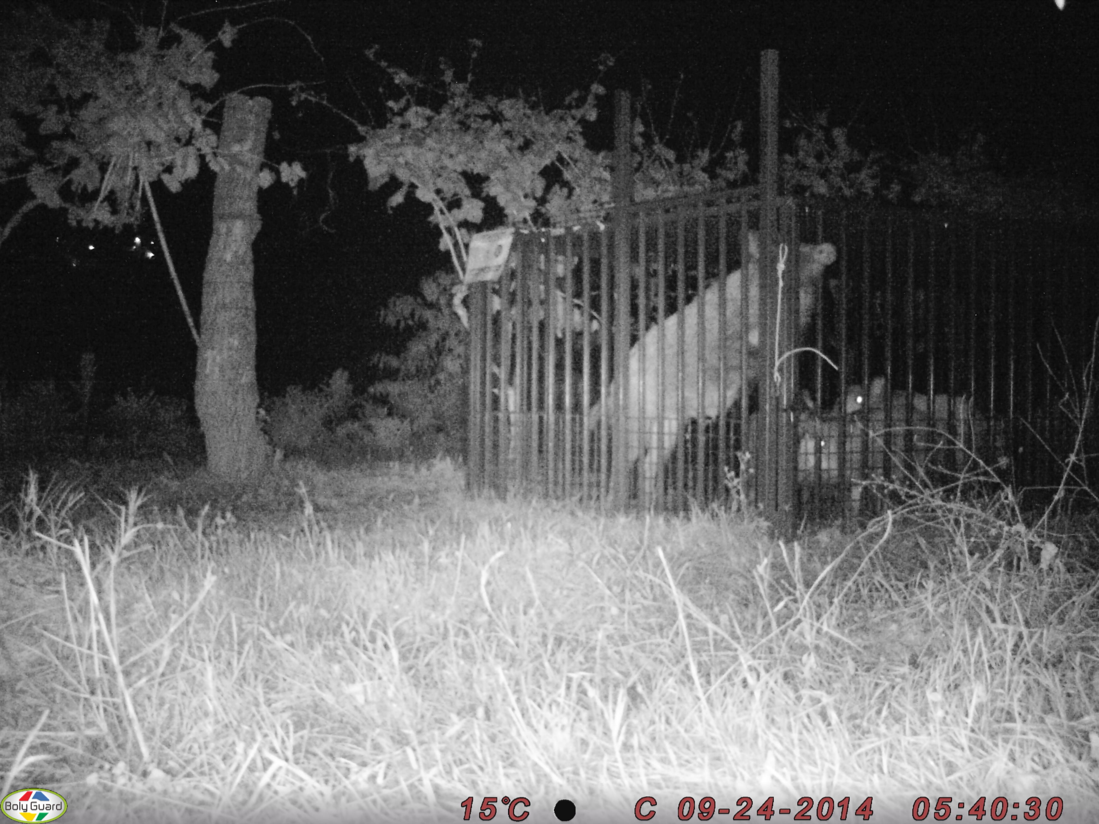 Cinghiale caduto in trappola nella zona dell'Affrico fra Firenze e Fiesole