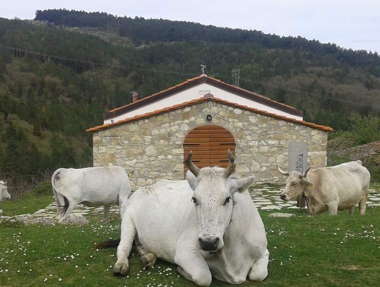 Bestiame nel territorio di Calenzano