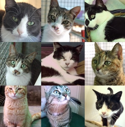 Gatti sul sito dell'Associazione Ama