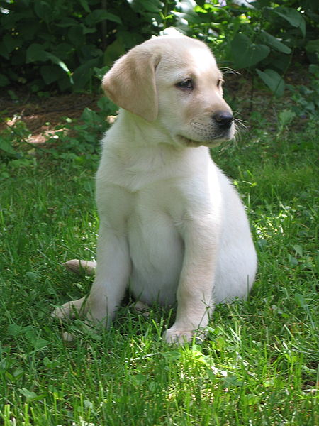 Labrador - wikimedia