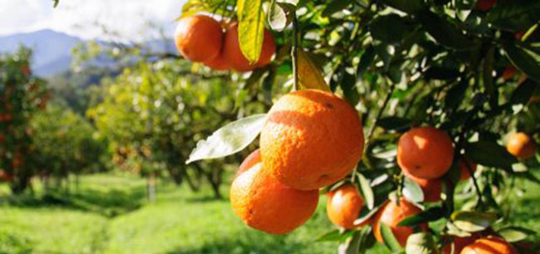 arance-Fonte foto associazione tumori toscana