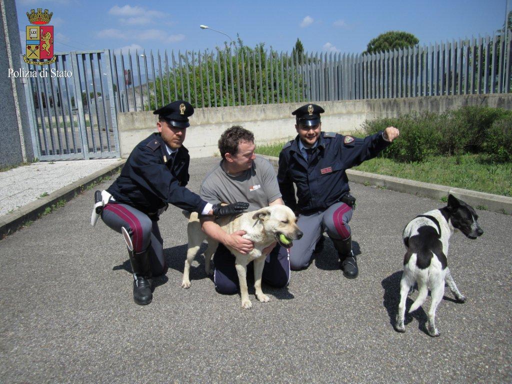 A/1 cani in pericolo: la Polstrada ferma il traffico e li salva (Fonte Foto Polizia di Stato)