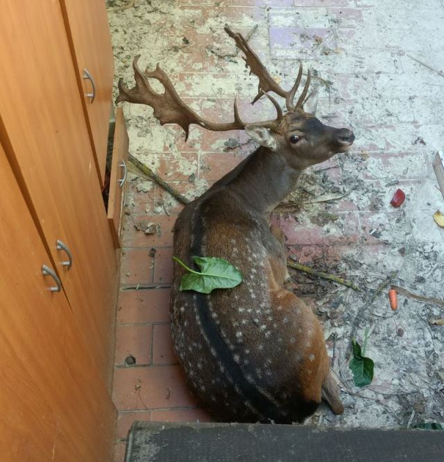 Il daino sulla terrazza del sindaco di Signa