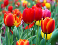 tulipani ph comunicato