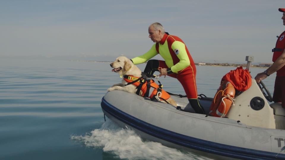 Da Fucecchio a Calambrone, ecco dove si addestrano i cani per i salvataggi in mare 