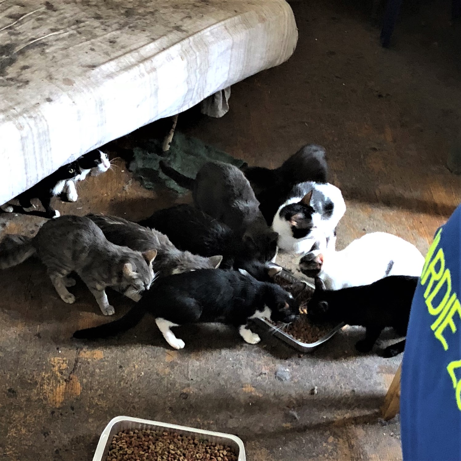 46 gatti abbandonati e chiusi in un appartamento a Firenze 