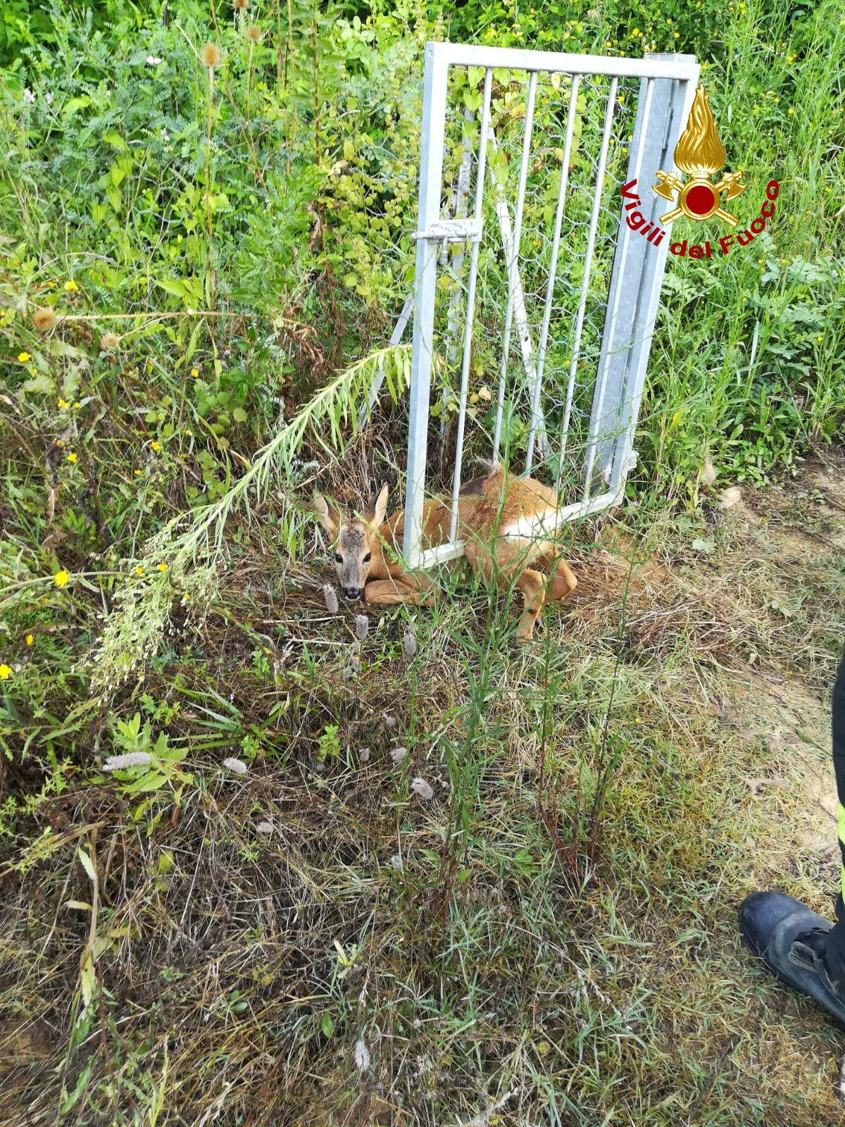 Intervento Vigili del Fuoco per soccorrere un capriolo 