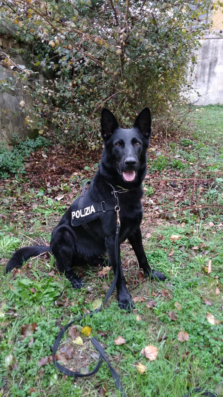 Il cane poliziotto Okar (fonte foto da comunicato)