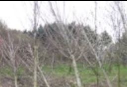 le linee guida per la messa a dimora degli alberi nei centri urbani (foto da RT)