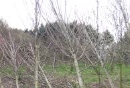 le linee guida per la messa a dimora degli alberi nei centri urbani (foto da RT)