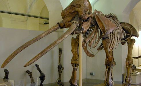 Museo di paleontologia dell'Universita' di Firenze