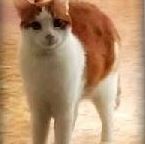 Gatto in un gattile dell'Enpa
