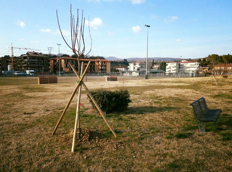 Piantati alcuni alberi in varie aree verdi del territorio
