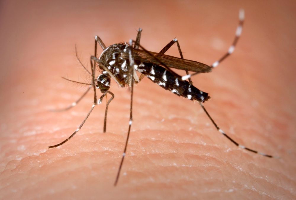 Lotta alle zanzare con prodotti biologici