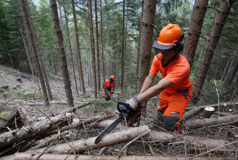 Addetti forestali al lavoro (foto da comunicato RT)