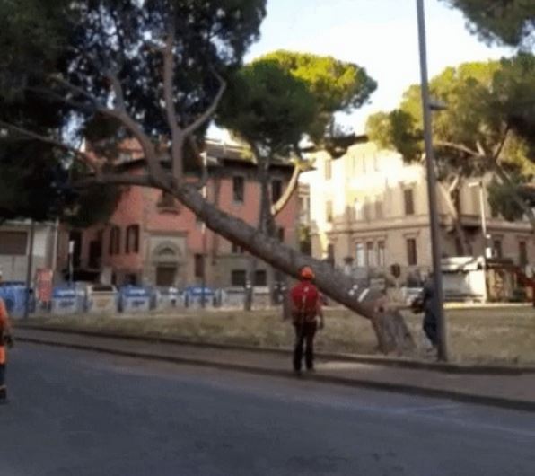 Abbattimento di un pino in Piazza della Vittoria (foto dal sito del Comune di Firenze)