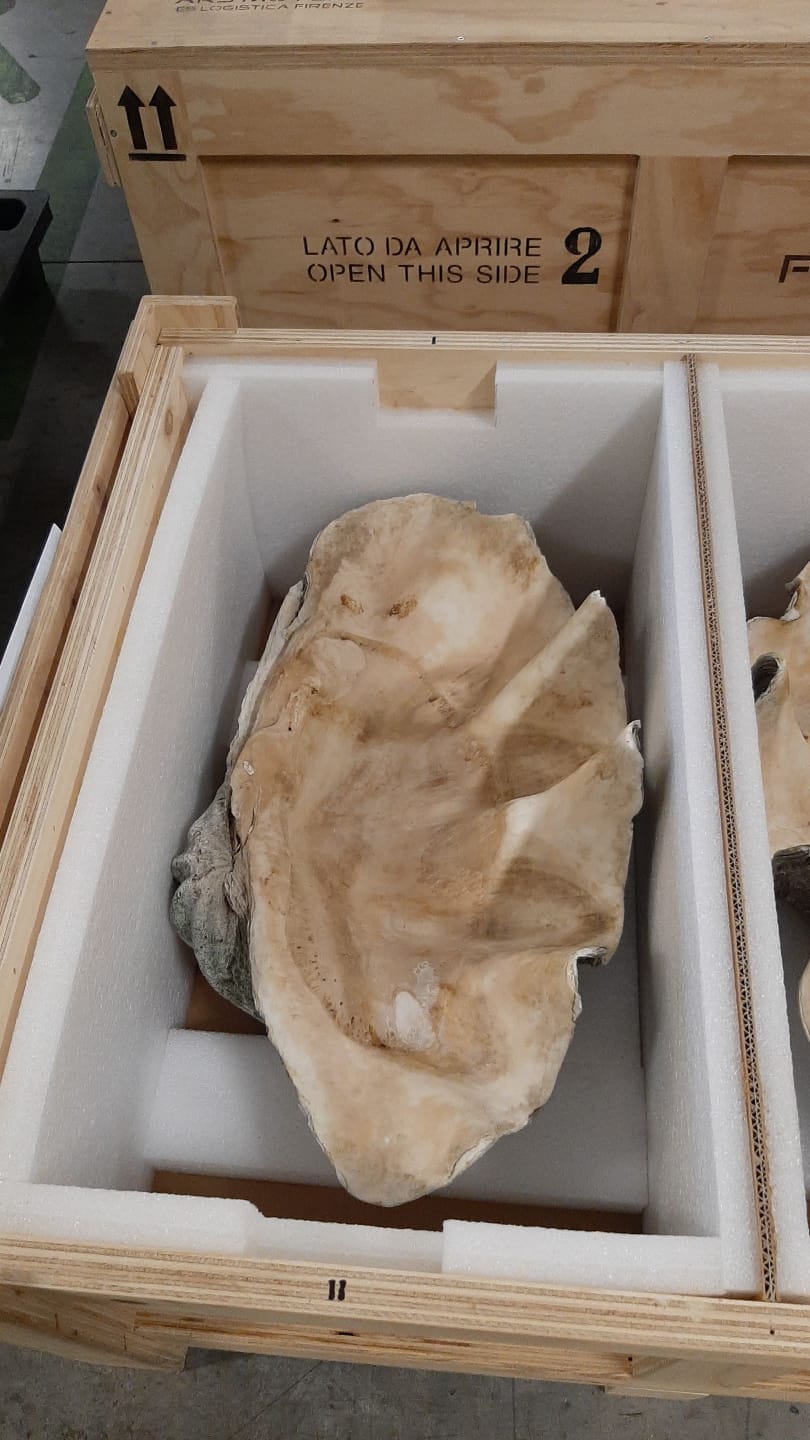Conchiglie di "Tridacna Gigas", mollusco gigante a rischio estinzione 