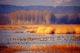 Sistema Padule di Fucecchio e Lago di Sibolla