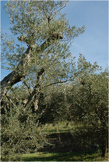 Olivo della campagna toscana (Foto generica di repertorio)