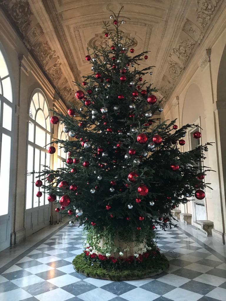 Abeti di Natale a marchio Foresta Modello Montagne Fiorentine 