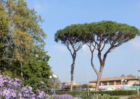 Alberi a Firenze