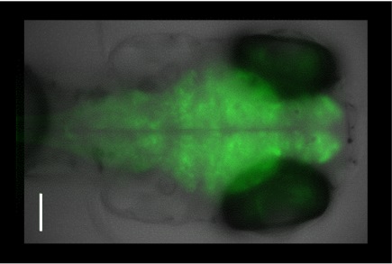ERC e ricerca d’eccellenza, al via lo sviluppo di microscopi a guida autonoma (Immagine da comunicato)