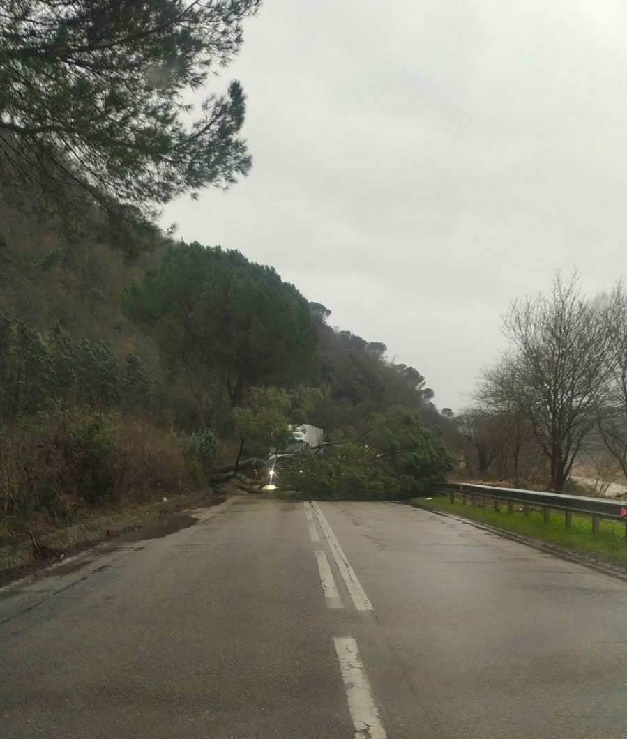 Albero caduto sulla SS67