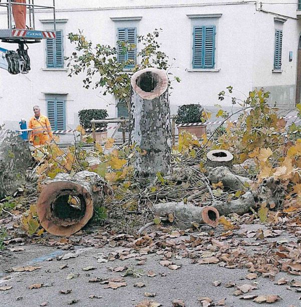 Taglio di alberi malati a Fiesole
