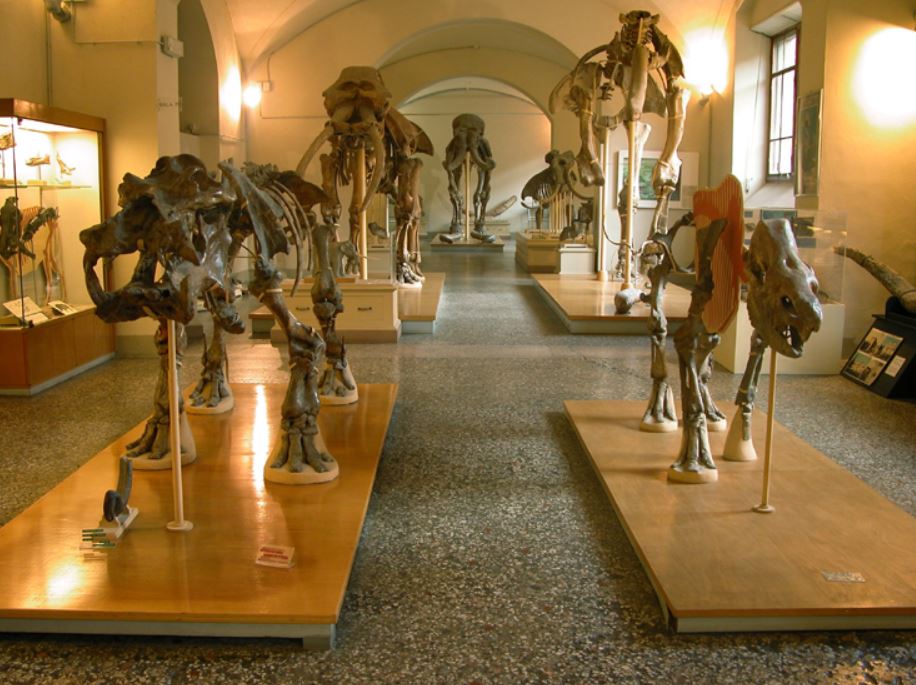 La galleria degli scheletri a Geologia e Paleontologia