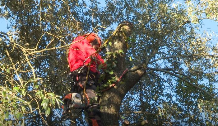 Tree climbers (Foto di repertorio da comunicato)