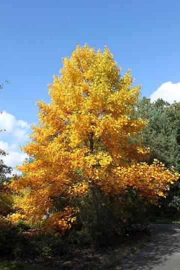 60 nuovi alberi in città Posta in arrivo