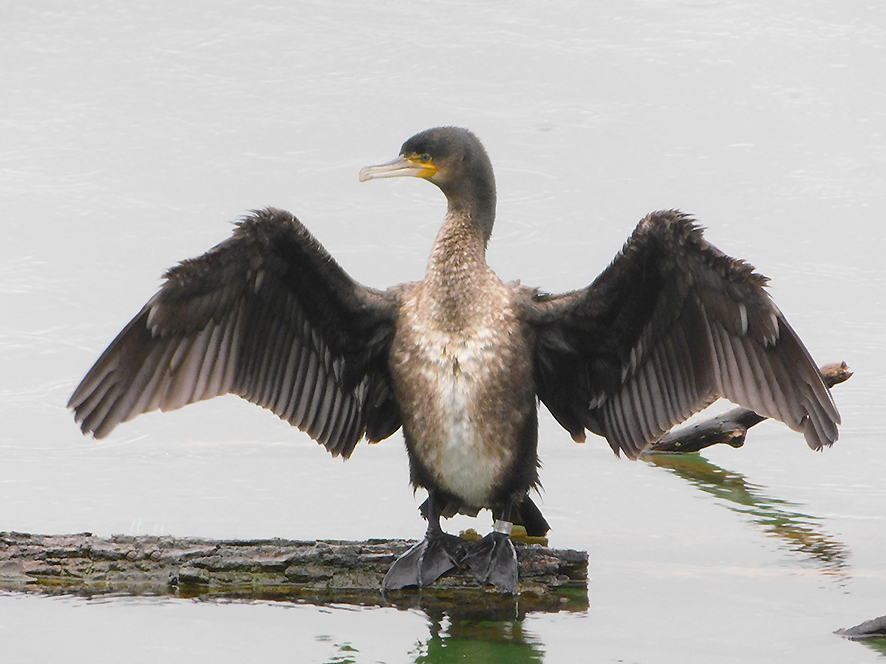 Cormorano dalla Finlandia ad Arnovecchio