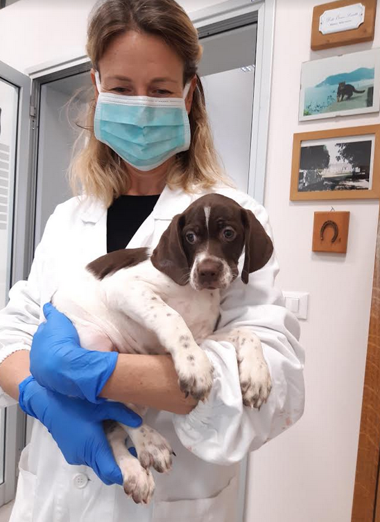 L'aumento degli amici a quattro zampe nelle nostre case (Fonte foto Ausl Toscana Centro)