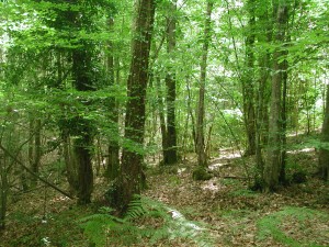 Area boschiva soggetta a vincolo idrogeologico