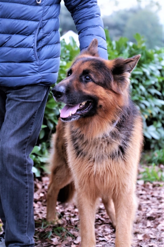 Cane (foto archivio Antonello Serino)