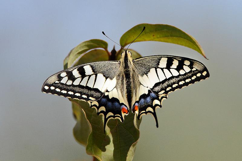 Oasi naturalistica Arnovecchio