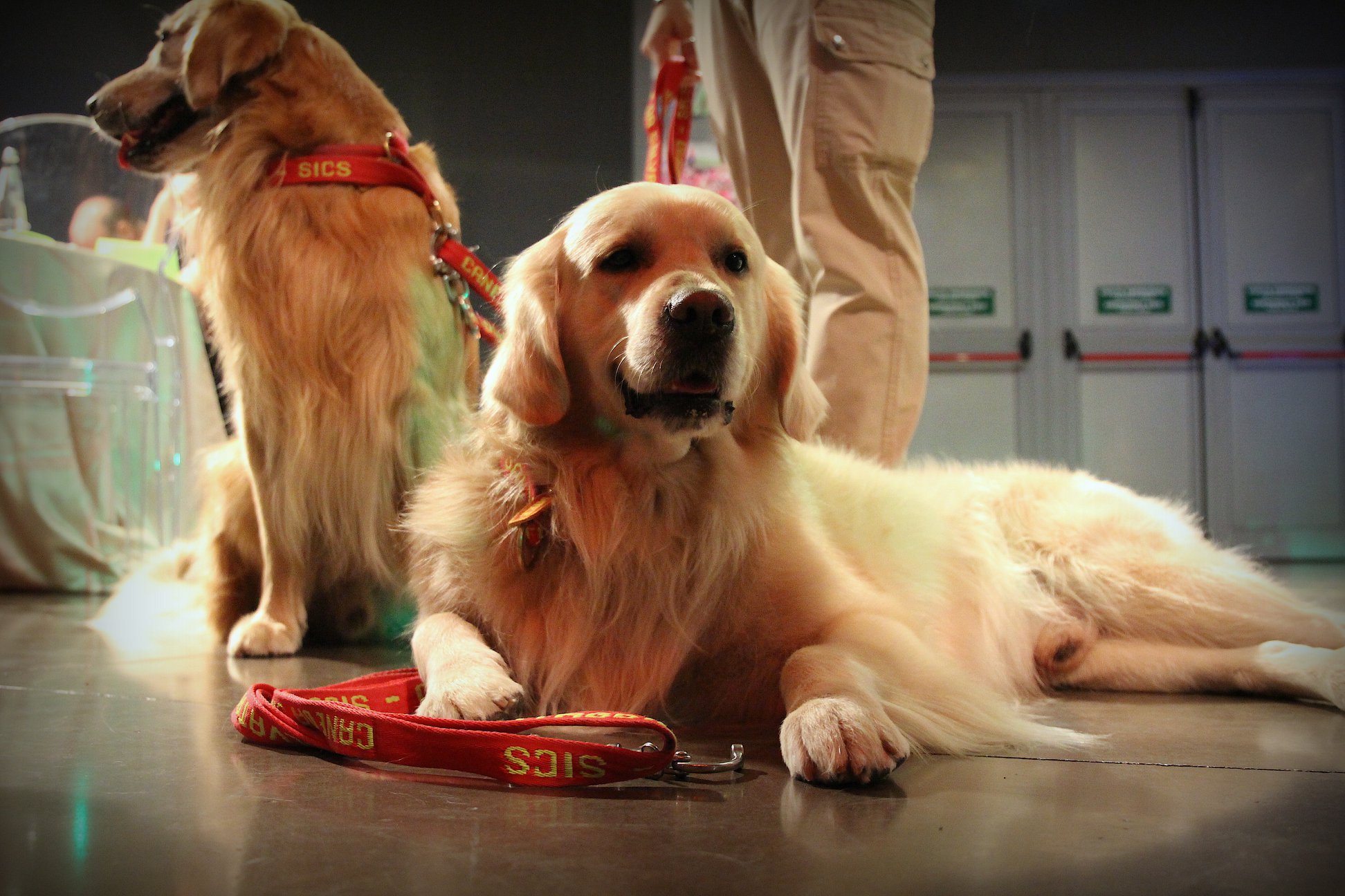 Lockdown aumentati del 6,03% i cani nelle famiglie di Scandicci (foto archivio Antonello Serino)