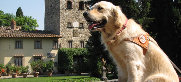 Open-day della Scuola nazionale cani guida (Fonte foto Regione Toscana)