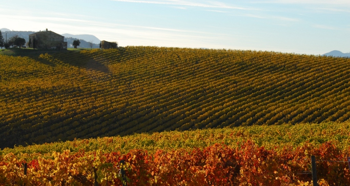 Bando sostegno alla formazione in agricoltura