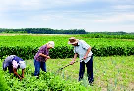 Dalla Regione 26 milioni per il miglioramento delle aziende agricole (Fonte foto Regione Toscana)