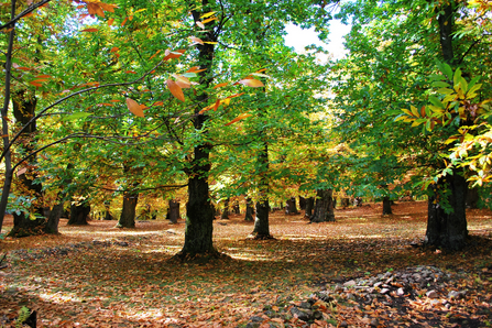 Castagneto (Fonte foto Regione Toscana)