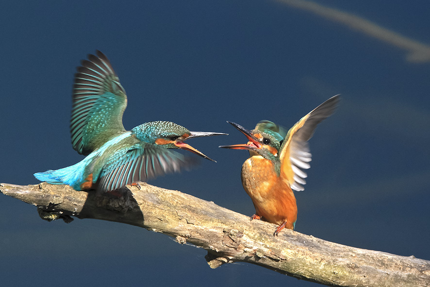 Martin Pescatore - Oasi di Arnovecchio