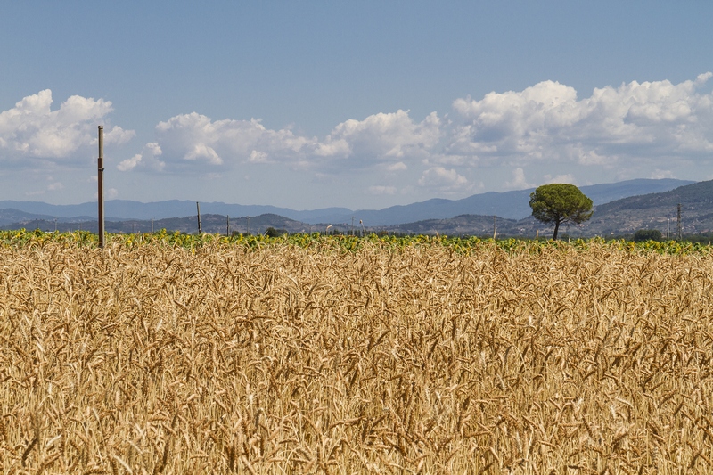 Piano sviluppo rurale (Fonte foto Regione Toscana)