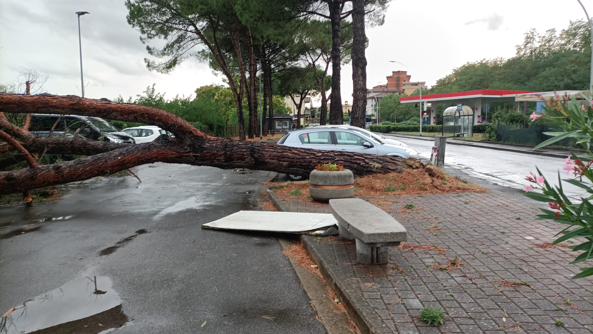 Pino caduto in via Rosselli a Incisa