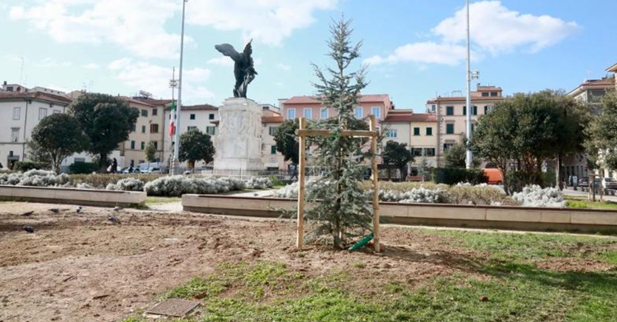 Nuovi alberi in piazza della Vittoria a Empoli: piantati un cedro dell'Atlante e un leccio