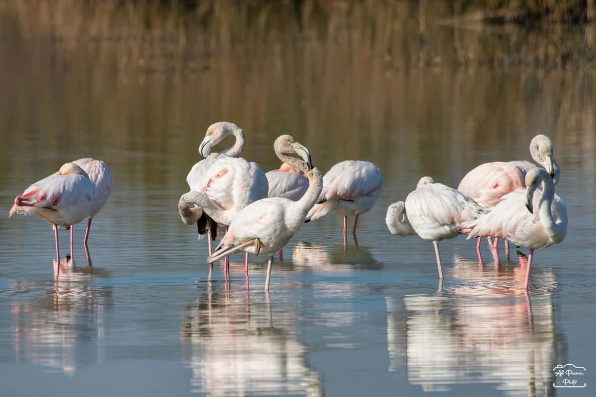 Fenicotteri rosa (fonte foto comunicato stampa)