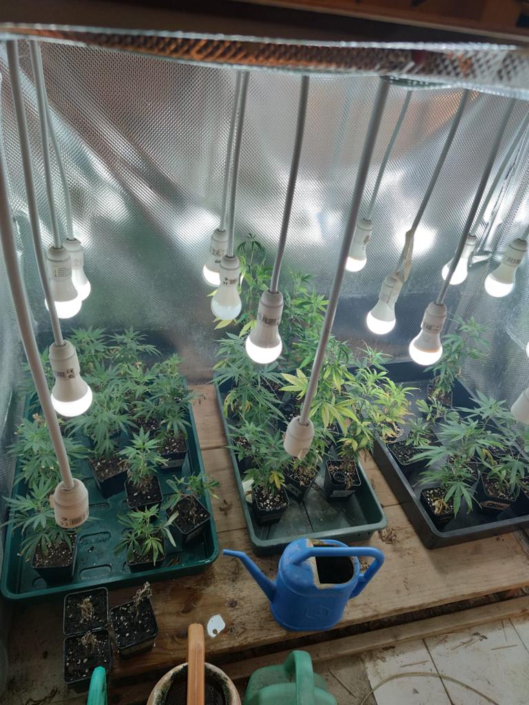 La marijuana coltivata in casa (Fonte foto Carabinieri)