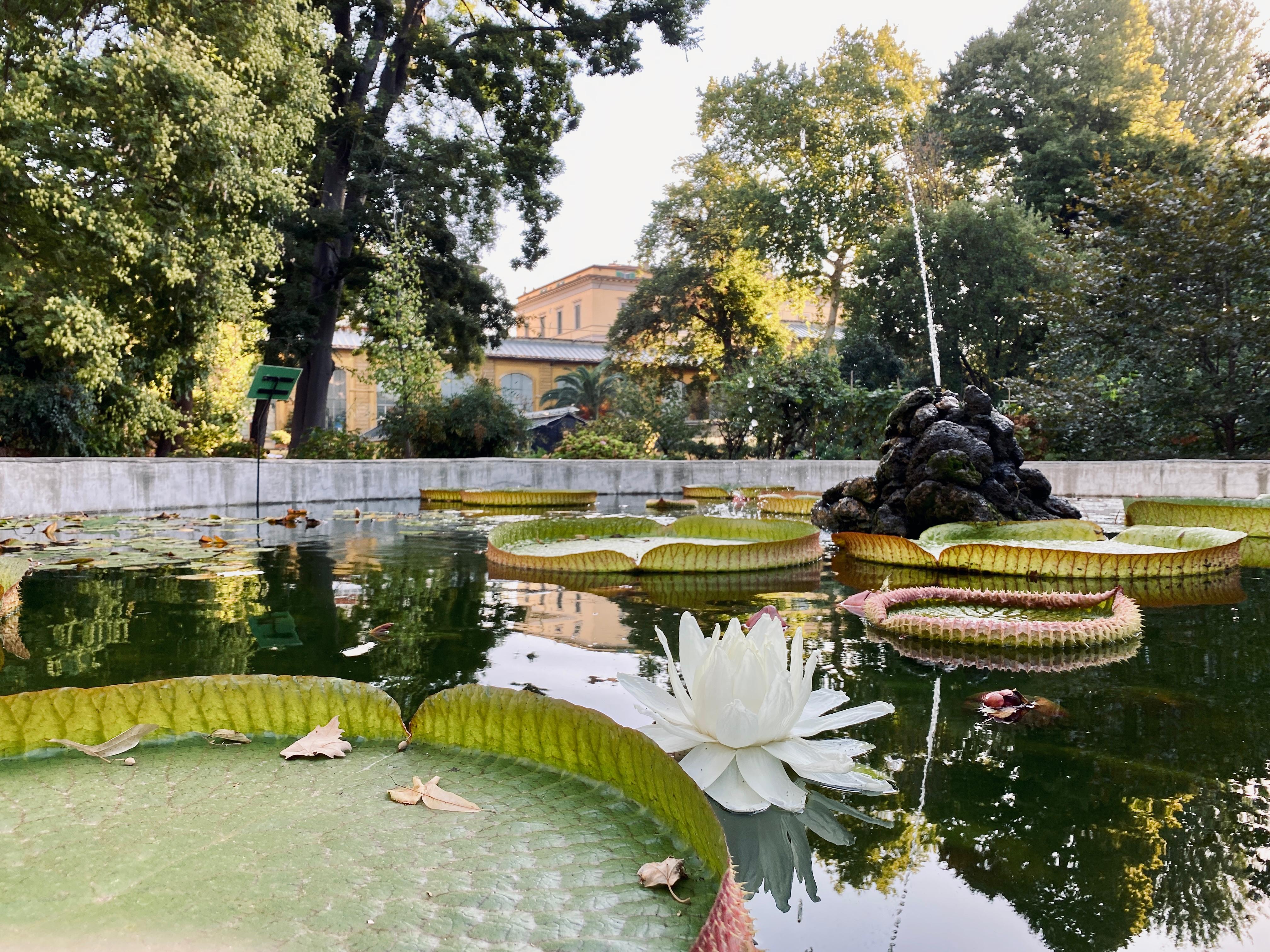 Orto botanico Sistema Museale Ateneo fiorentino (Fonte foto comunicato Università degli Studi di Firenze)