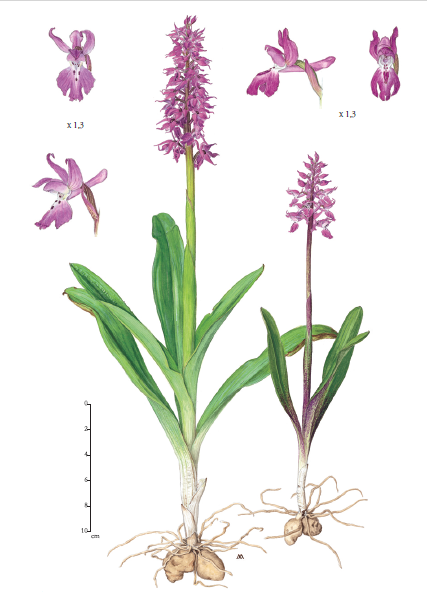 Le orchidee spontanee del Chianti protagoniste delle illustrazioni dell’artista americana Anne Eldredge Maury (Fonte immagine Comune di Barberino Tavarnelle)