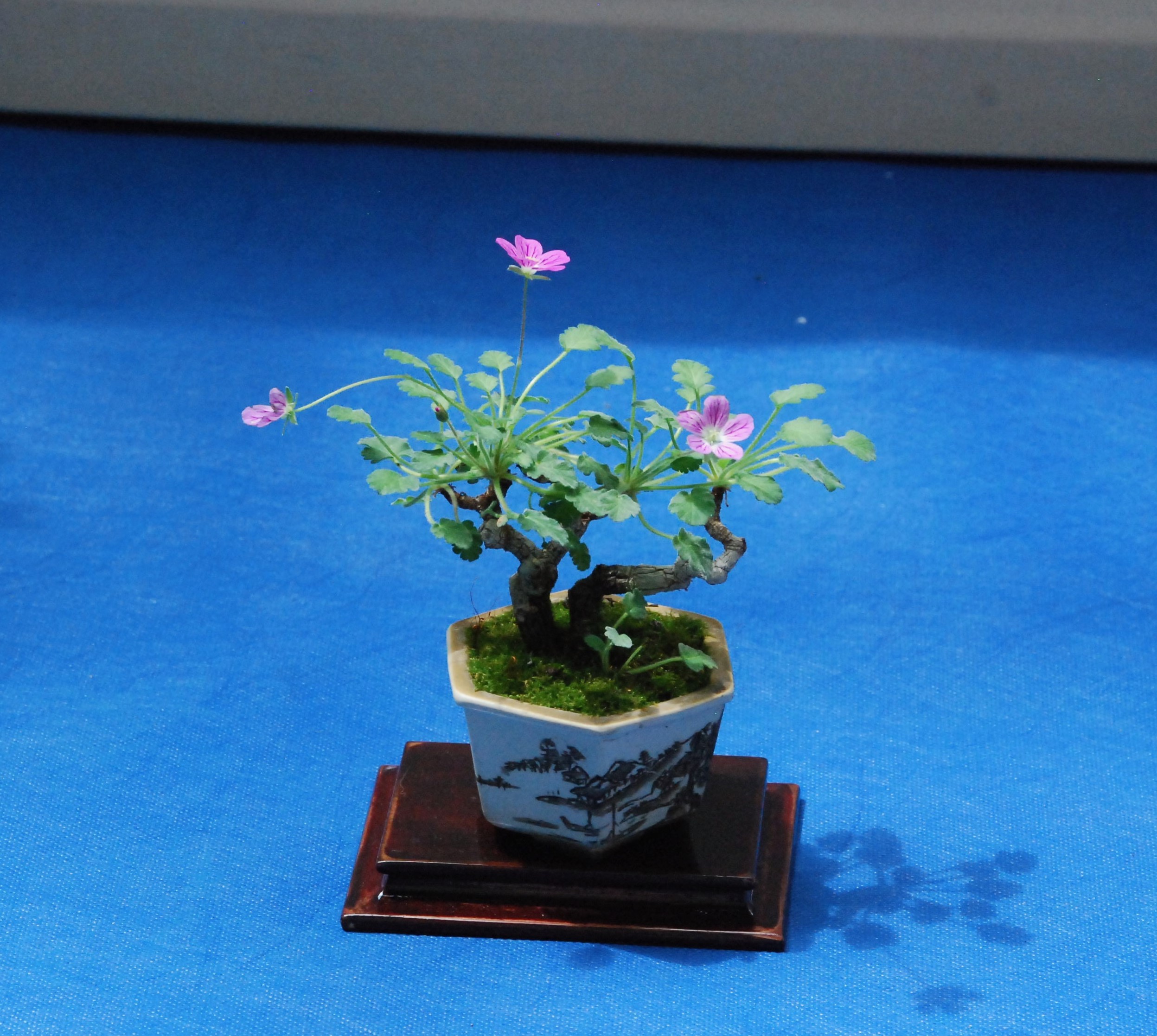 Orchidee e bonsai giapponesi 